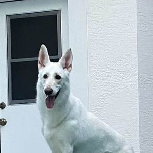 Meet your Posher, Dawn